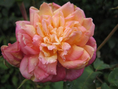 rosette_delizy3_2009_Small.JPG