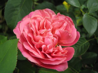archiduc_joseph_2009_Small.JPG