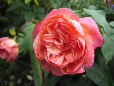 clementina_carbonieri_2009_Small.JPG