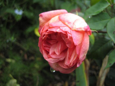 clementina_2009_Small.JPG