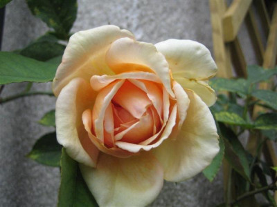 mme_jules_gravereaux_austin_2009_Small.JPG