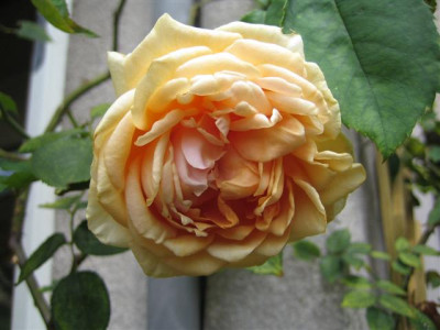 mme_jules_grav._austin_2009_Small.JPG