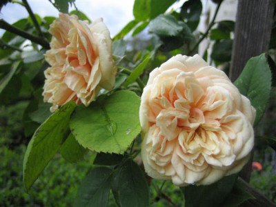 gdd_2009_Small.JPG