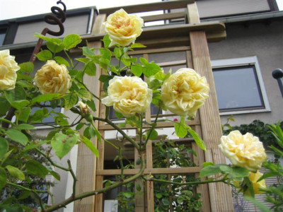 mme_trifle_2009_Small.JPG