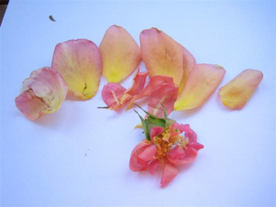 IMG_5893_Small.JPG