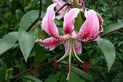 Li_Wl_speciosum010907.jpg