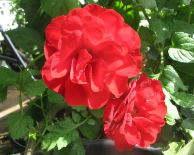 julirosen1.JPG
