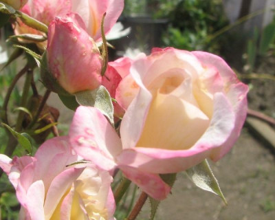 julirosen2.JPG