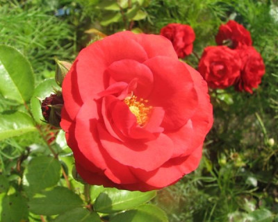 julirosen3.JPG