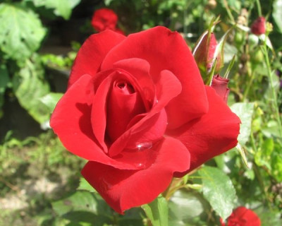julirosen4.JPG