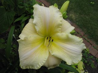 k-Arctic_Snow070709.jpg
