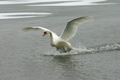 Schwan-Marz-1.jpg
