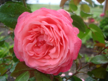 Rosanna7-09.jpg