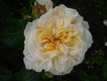 EnglishGarden7-09.jpg