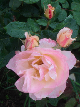 ApricotQueenElisabeth7-09.jpg