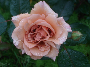 JuliasRose7-09.jpg