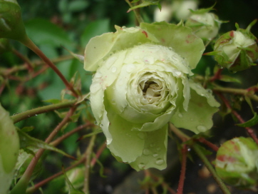 LovelyGreen7-09.jpg