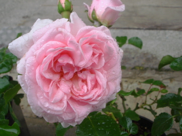 HomeandGarden7-09.jpg