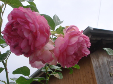 Jasmina7-09.jpg