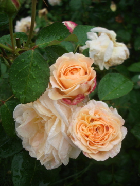 QueenNefertiti7-09.jpg