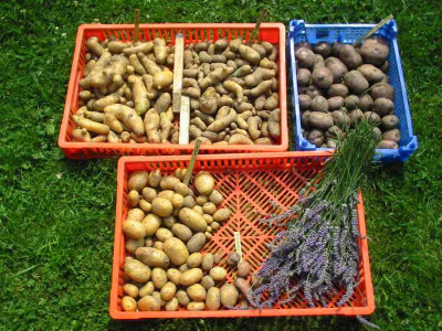 Ernte_24.07.09.jpg