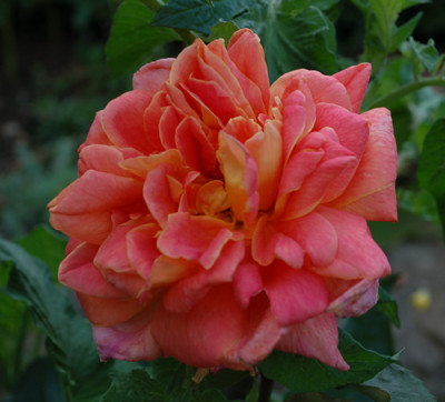 Heinrich_Wendland_0010__54948.jpg