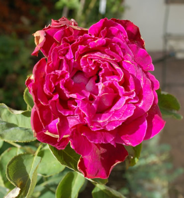 Jean_Jacques_Voirol_0010__54861.jpg