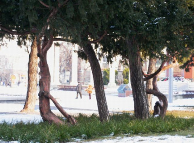 taxus_gruppe.jpg