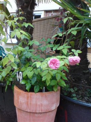 DSC00134_Small.JPG