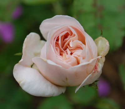 Cymbeline_0010__5041.jpg
