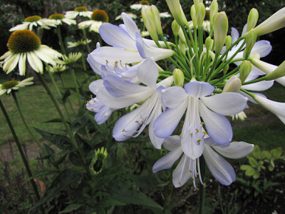 IMG_1014_aga_ph.jpg