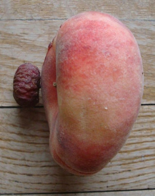 Pfirsich_platt.jpg