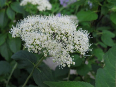 H_arborescens_PinkPincushionIMG_1892_640x480.JPG