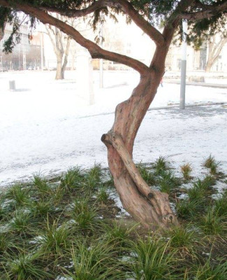 taxus_mediterran.jpg