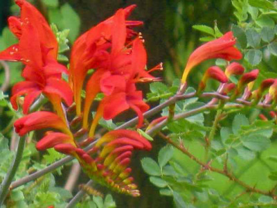 Crocosmia_IMG_3343.jpg