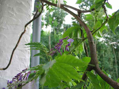 blauregen-bonsai.jpg