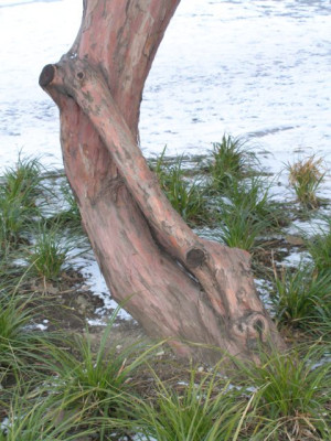taxus_mediterran_stamm.jpg