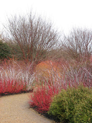prun_serrula_cornus.jpg