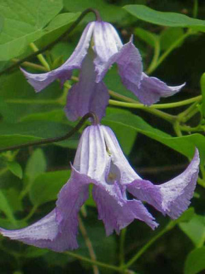 Clematis_BettyCorning_IMG_3335.jpg