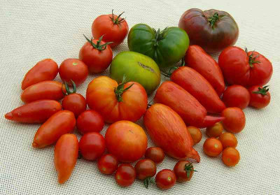 P1290251_tomatenernte_von_heute.jpg