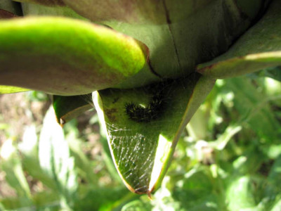 K1024_IMG_0805.JPG