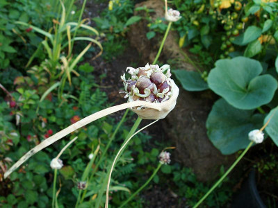allium_sativum2009_zg.jpg