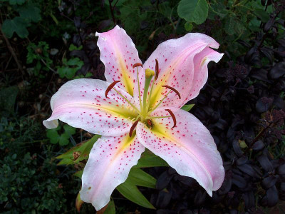 monsterlilium2009_zg.jpg