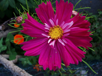 cosmos_halskrause2009_zg.jpg