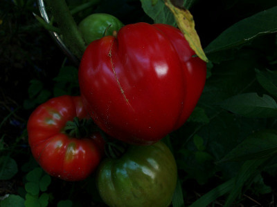 bulgarische_tomate2009_zg.jpg