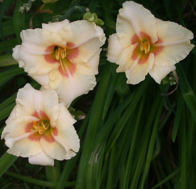 GT96-D1800__Tripla_Siloam_Gumdrop_x_unbekannt20014.jpg
