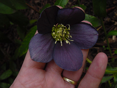 Helleborus_schieferblau_01.jpg