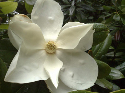 Kopie_von_25072009M.grandiflora_01.jpg