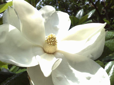 Kopie_von_25072009M.grandiflora_02.jpg