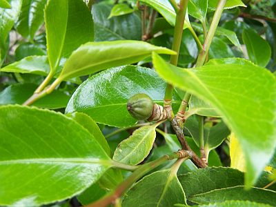 100_2076_Sanpei_tsubaki_Apfel___400.jpg